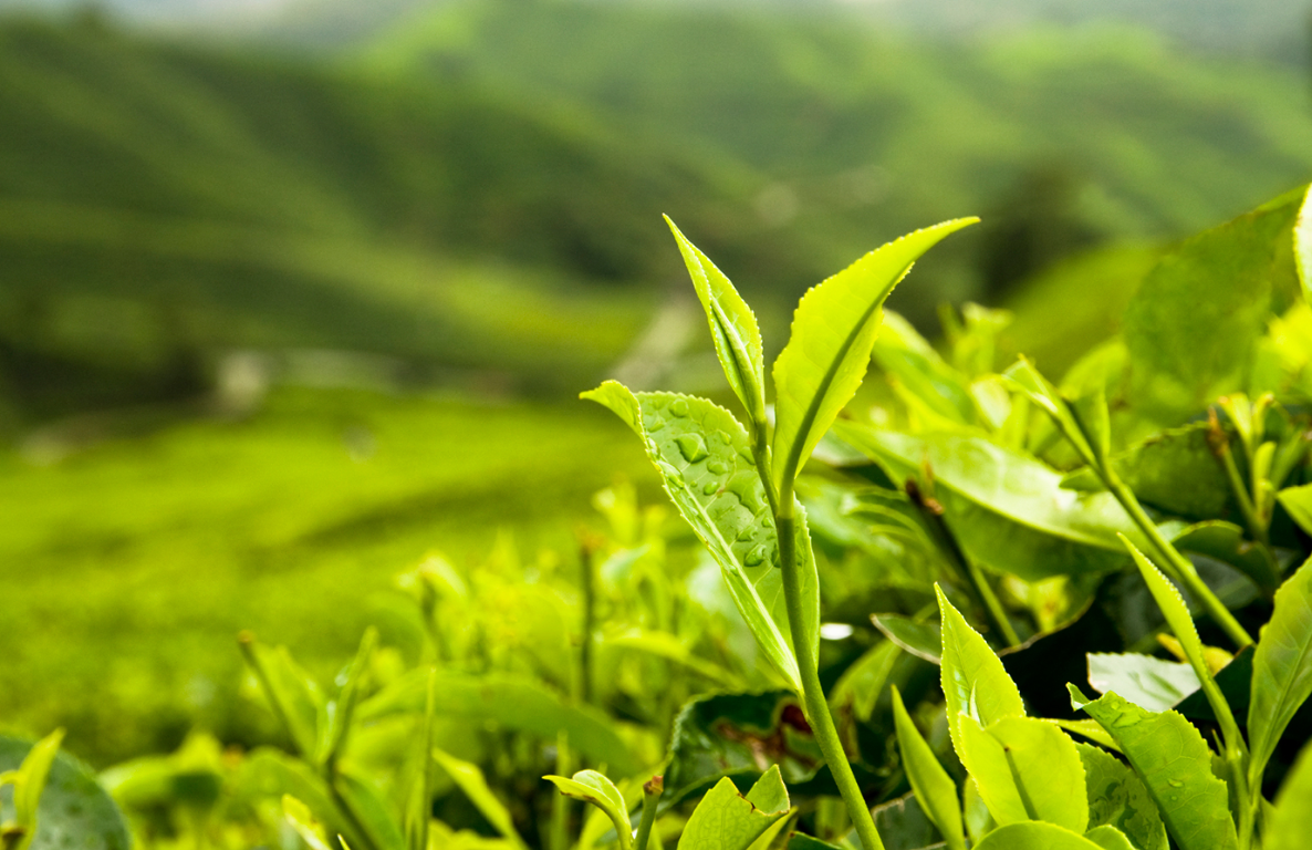 The Principles for Responsible Investment in Agriculture and Food Systems