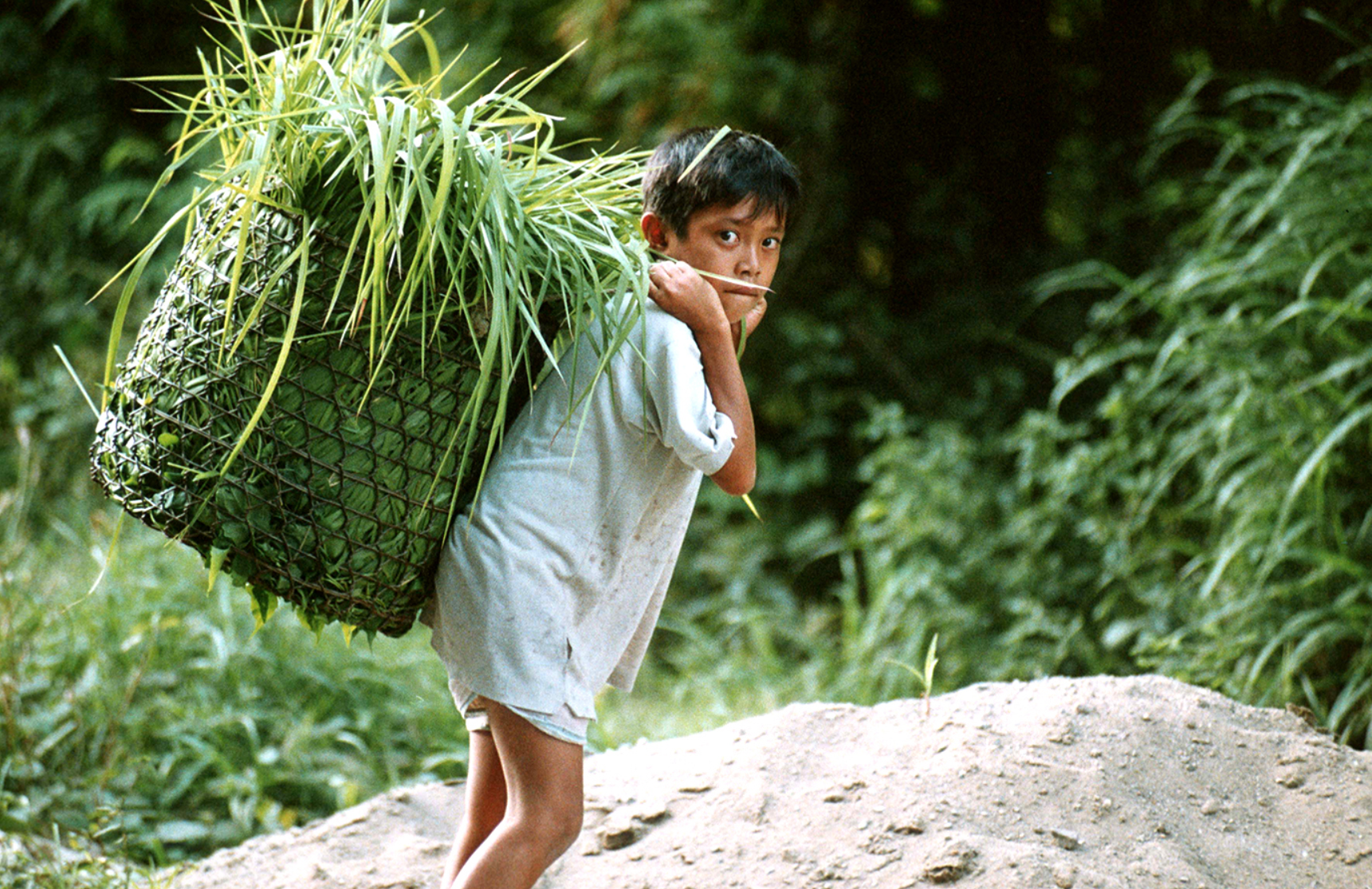 child labor in agriculture