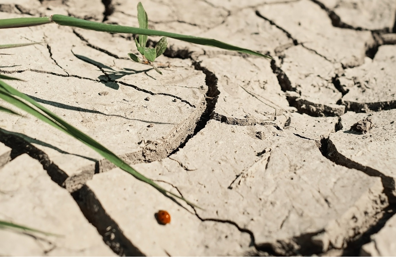 Measures for coping with soil salinity