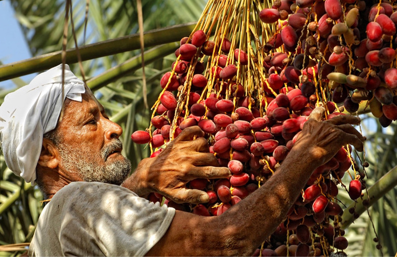 Migrant workers in agrifood systems
