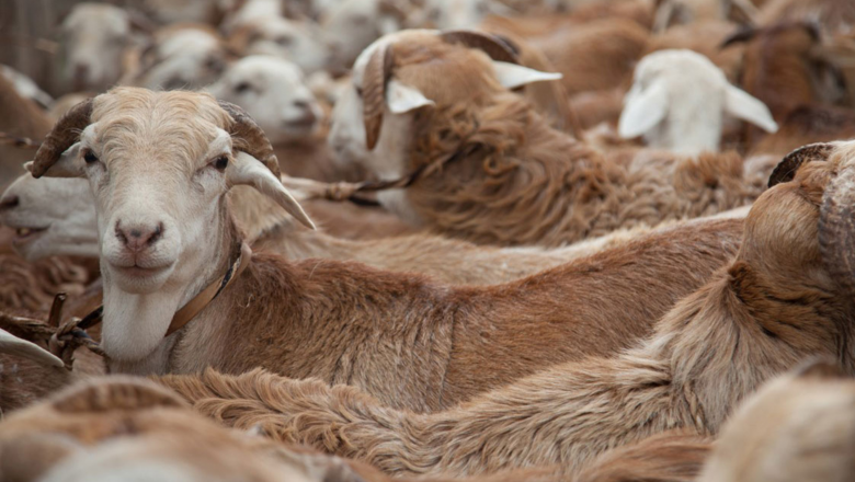 Climate-Smart Livestock Production