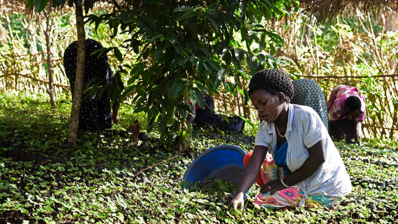 Productive Employment and Decent Work in Rural Areas