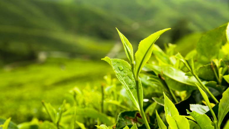 The Principles for Responsible Investment in Agriculture and Food Systems