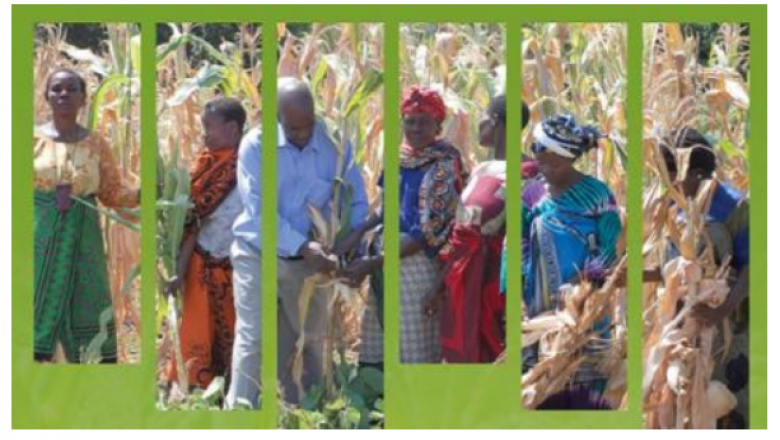 Agriculture Innovation Systems