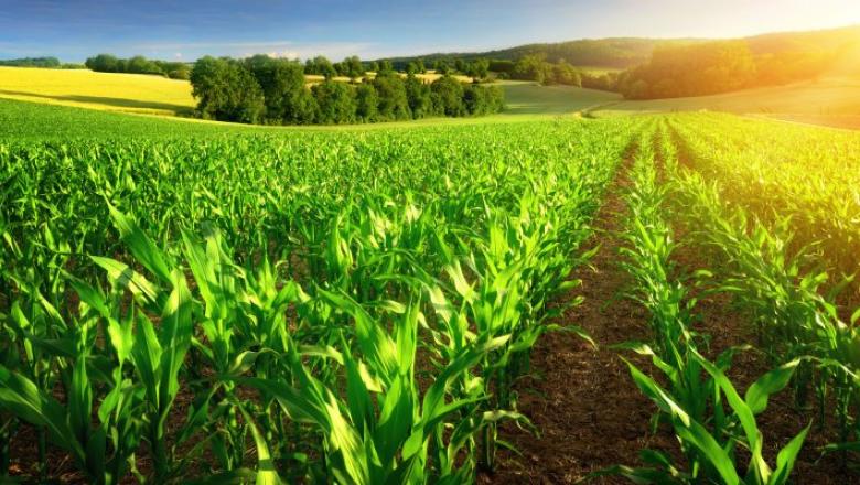 Sustainable Food Security: Crop Production